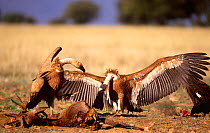 Griffon vulture fighting over deer carcass {Gyps fulvus} Spain