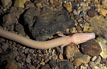 Olm, blind salamander on rocks {Proteus anguinus}, Germany note 'wings'