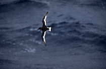Antarctic petrel {Thalassoica antarctica} in flight over sea, Drake Passage, Antarctica