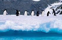 Adelie penguins on snow and ice above sea {Pygoscelis adeliae}, South Orkney Is, Antarctica