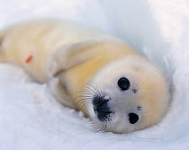 RF- Harp seal pup on ice (Phoca groenlandicus). White sea, Russia. (This image may be licensed either as rights managed or royalty free.)