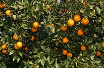 Sweet orange tree with fruit {Citrus aurantium sinensis} Valencia, Spain
