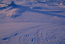 Tracks of Polar bear in snow {Ursus maritimus} Baffin Island, Nunavut, North West Territories, Canada