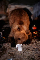 Brown bear (wild) feeding at rubbish tip {Ursus arctos} Brasov suburbs, Romania