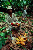 Plantation worker with Cocao fruit {Theobroma cacao} Sarawak, Malaysia