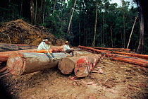 Loggers rest on timber in the rainforest Sabah, Borneo Indonesia