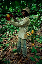 Plantation worker with Cocao / cocoa  fruit. {Theobroma cacao} Sarawak, Malaysia