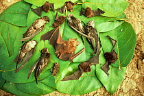 Collection of dead Bats and Birds hunted for food, Palawan, Philippines