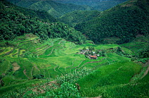 Ifugao settlement on terraced land, Philippines