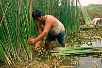 Fisherman collects Totara canes for boat making, Huancaco, Peru