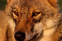 Grey wolf female, close-up {Canis lupus} captive Carpathian mtns, Romania