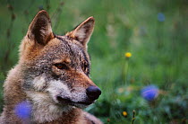 Grey wolf female in meadow {Canis lupus} captive, Carpathian mtns, Romania