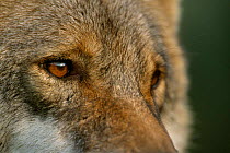 Grey wolf female head portrait, Carpathian mtns, Romania, captive.