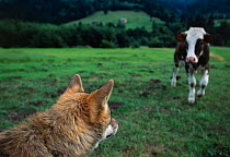 Grey wolf and domestic cow {Canis lupus} captive wolf. Carpathian mtns, Romania