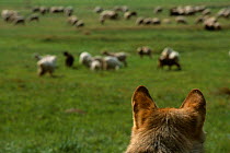 Grey wolf watching sheep {Canis lupus} Carpathian mountains, Romania. Captive