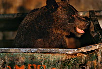 Brown bear scavenging in rubbish skip {Ursus arctos} Brasov suburbs, Romania