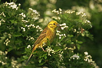 Yellowhammer in with Hawthorn blossom flowers , Spring, England UK {Emberiza citrinella}