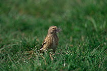 Linnet collecting material to make nest, Spring, England, UK {Acanthis cannabina}