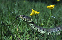 Grass snake (Natrix natrix) profile with tongue out tasking air, UK