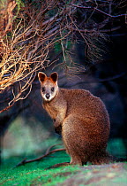 Swamp wallaby portrait, Australia