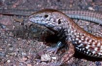 Spotted whiptail lizard {Cnemidophorus sp} parthenogenetic animal, captive