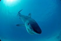 Tiger shark {Galeocerdo cuvieri} Red Sea