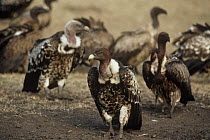 Group of Ruppell's griffon vultures {Gyps rueppellii} on the ground, Masai Mara Game Reserve, Kenya