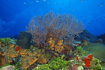 Deepwater Sea fan {Iciligorgia schrammi} Grand Cayman, Bahamas