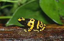 Yellow banded poison arrow frog {Dendrobates leucomelas}, South America