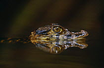 Black caiman juvenile profile at water surface {Caiman niger}, Iwokrama Reserve, Guyana, South America