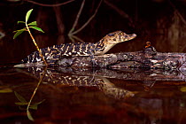 Black caiman juvenile profile {Caiman niger} Iwokrama Reserve, Guyana