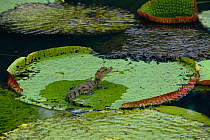 Spectacled caiman juvenile on giant lily pad {Caiman crocodilus}, Iwokrama Reserve, Guyana South America
