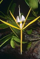 Rainforest orchid with white flowers, Iwokrama Reserve Guyana, South America