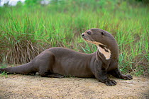 Giant otter {Pteronura brasiliensis} captive, Guyana