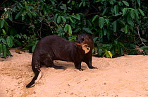Giant otter {Pteronura brasiliensis} on riverbank, Karanambu-Rupununi, Guyana