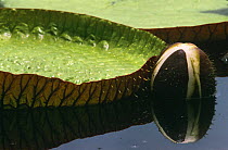 Royal water lily flower bud & leaf {Victoria amazonica} Guyana, South America