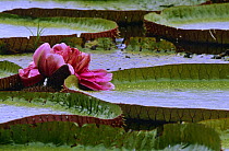 Royal water lily {Victoria amazonica} Guyana, South America aka Giant or Victoria lily