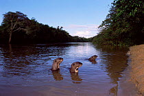 Giant otters in river {Pteronura brasiliensis} captive, Guyana