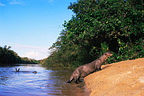Giant otters {Pteronura brasiliensis} playing by river bank, Karanambu-Rupununi reserve, Guyana