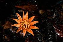 Clusia grandiflora fallen fruit, tropical rainforest floor, Iwokrama Reserve, Guyana, South America