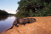 Giant otter at edge of river {Pteronura brasiliensis}  Guyana