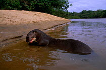 Giant otter eating a fish {Pteronura brasiliensis} Karanambu-Rupununi, Guyana