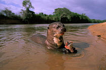 Giant otter eating a fish {Pteronura brasiliensis}  Guyana