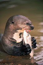 Giant otter eating a fish {Pteronura brasiliensis} Guyana