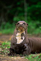 Giant otter front portrait {Pteronura brasiliensis} Karanambu-Rupununi, Guyana