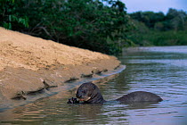 Giant otter {Pteronura brasiliensis} feeding on a fish, Karanambu-Rupununi, Guyana