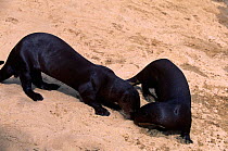 two Giant otters sniffing  in greeting {Pteronura brasiliensis} Karanambu-Rupununi, Guyana