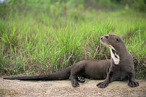 Giant otter {Pteronura brasiliensis} resting on river bank, Karanambu-Rupununi, Guyana