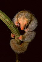 Pygmy anteater {Cyclopes didactylus} Guyana, South America