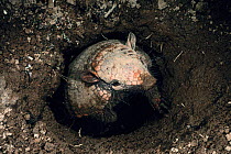 Six banded armadillo {Euphractus sexcinctus} in burrow, Guyana, South America